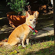Hayko participe au concours pour gagner de l'argent avec cette photo : animal, canine, chihuahua, collar, cute, daylight, dog, fur, grass, ground, mammal, nature, outdoor, pet, plant, potted_plant, shadow, sitting, small_dog, sunlight