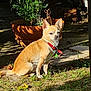 animal, canine, chihuahua, collar, cute, daylight, dog, fur, grass, ground, mammal, nature, outdoor, pet, plant, potted_plant, shadow, sitting, small_dog, sunlight