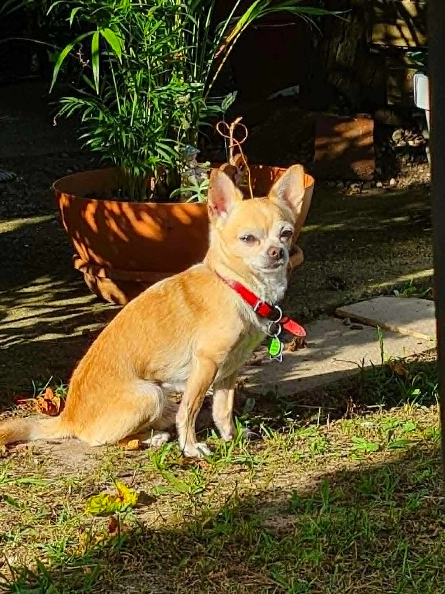 Hayko