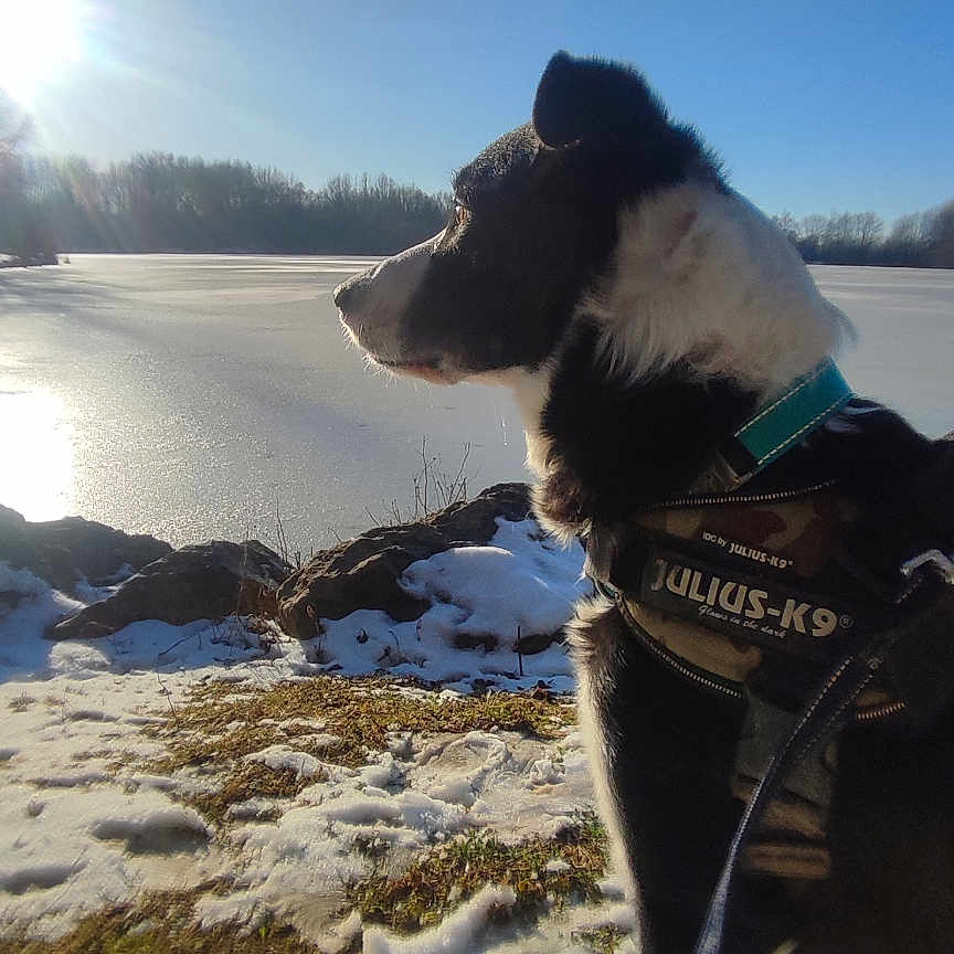 Happy participe au concours pour gagner de l'argent avec cette photo : accessories, animal, beach, canine, coast, dog, husky, landscape, leash, nature, outdoors, pet, puppy, rock, sea, shoreline, sky, strap, sun, water
