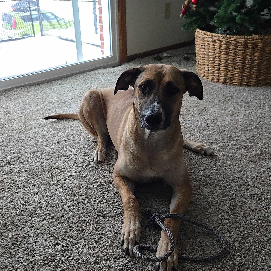 Luna is registered to the contest to win money with this photo: animal, brown_dog, canine, carpet, christmas_tree, decorations, dog, floor, furniture, holiday, holiday_decor, indoor, living_room, pet, relaxed, rope_toy, snow, toy, window, winter