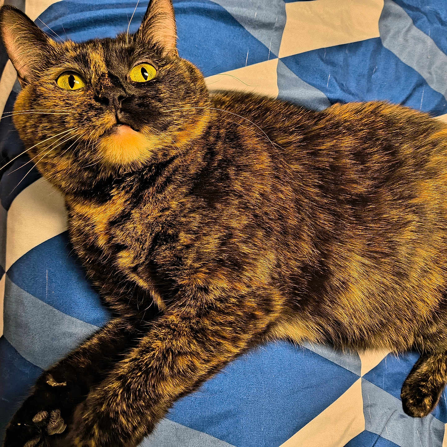 Cracker joined the competition — help win amazing prizes! abyssinian, animal, architecture, armchair, blanket, brasssection, cat, chair, couch, cushion, furniture, hardwood, homedecor, horn, kitten, manx, musicalinstrument, pet, plywood, wood