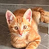 kitten, cat, orange_tabby, feline, pet, animal, fur, whiskers, ears, eyes, nose, paws, striped_fur, lying_down, looking_at_camera, indoor, tile_floor, close_up, cute, portrait