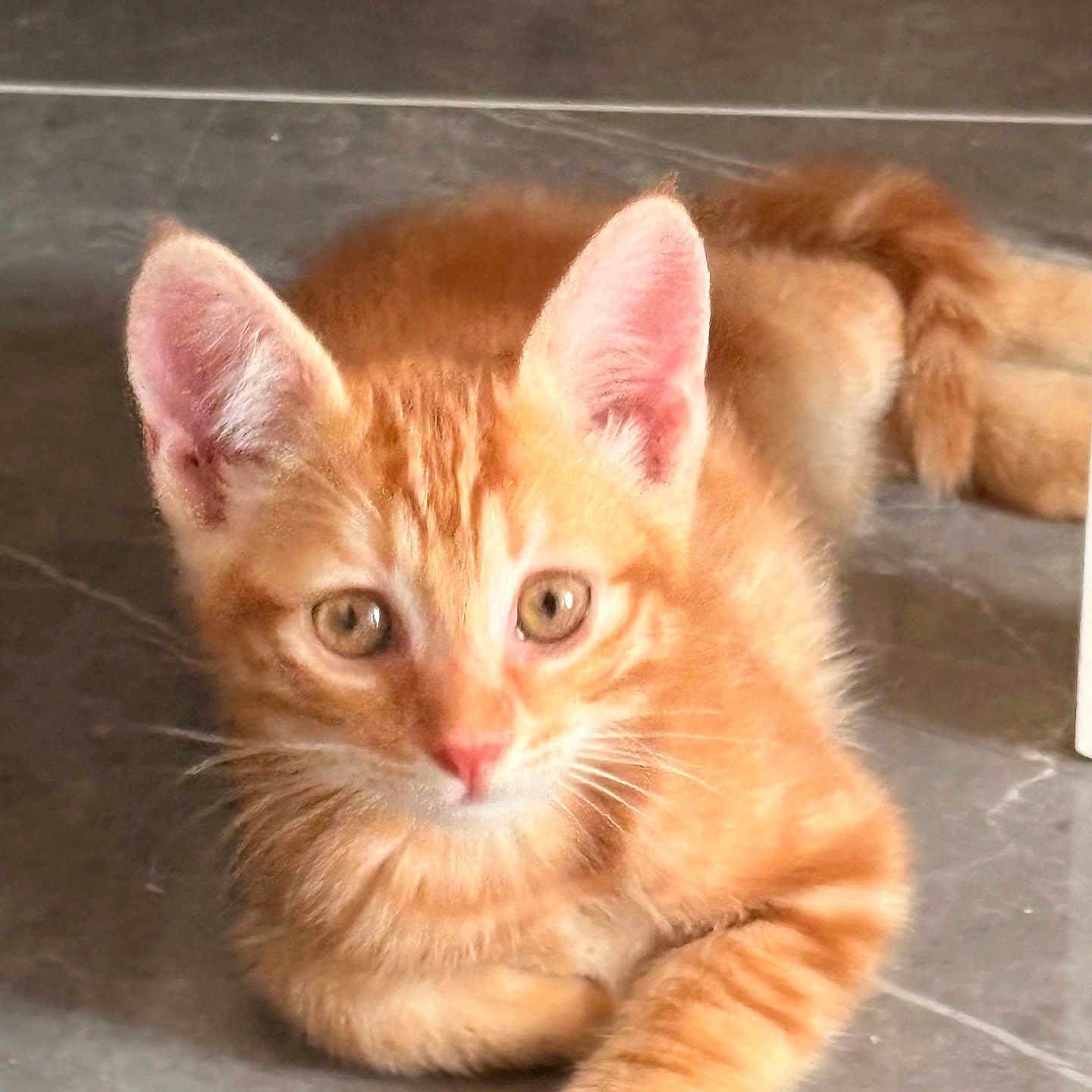 Barnabé
