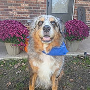 Cash joined the competition — help win amazing prizes! dog, bandana, flower_pot, purple_flower, brick_wall, door, grass, leaves, outdoor, pet, canine, happy, fur, portrait, animal, smiling, nature, garden, front_porch, daylight