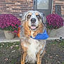 dog, bandana, flower_pot, purple_flower, brick_wall, door, grass, leaves, outdoor, pet, canine, happy, fur, portrait, animal, smiling, nature, garden, front_porch, daylight