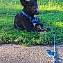 Knight Walker is registered to the contest to win money with this photo: dog, black_dog, blue_harness, leash, grass, outdoor, sunlight, tongue_out, pet, playful, animal, canine, nature, pavement, resting, cute, ears_up, closeup, greenery, daylight