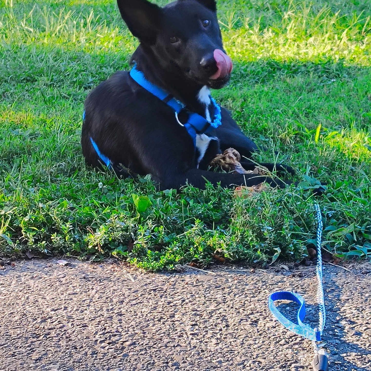 Knight Walker is registered to the contest to win money with this photo: animal, black_dog, blue_harness, canine, closeup, cute, daylight, dog, ears_up, grass, greenery, leash, nature, outdoor, pavement, pet, playful, resting, sunlight, tongue_out