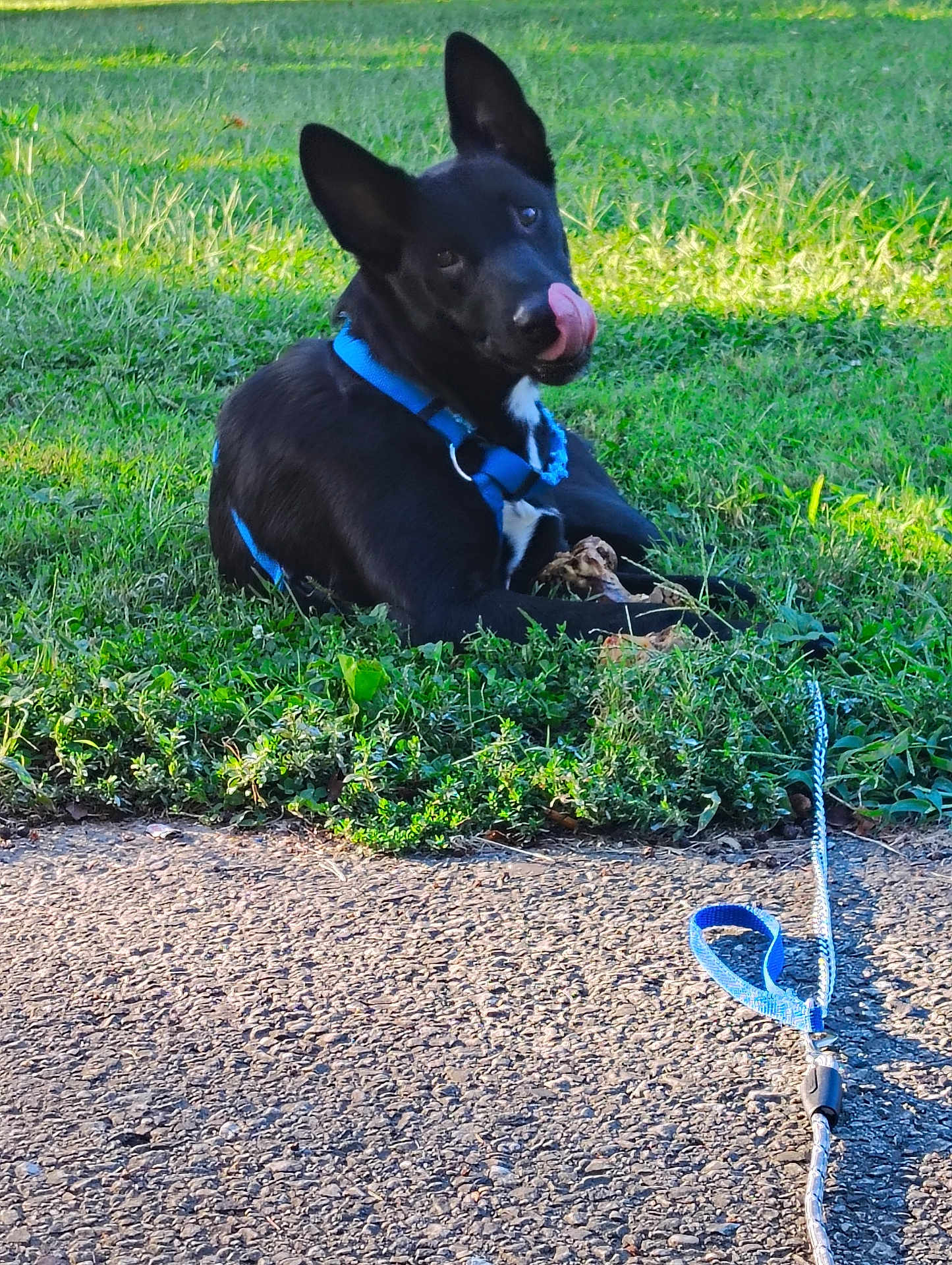 Knight Walker is registered to the contest to win money with this photo: dog, black_dog, blue_harness, leash, grass, outdoor, sunlight, tongue_out, pet, playful, animal, canine, nature, pavement, resting, cute, ears_up, closeup, greenery, daylight