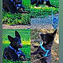 Knight Walker joined the competition — help win amazing prizes! dog, black_dog, blue_harness, grass, outdoor, pet, leash, nature, collage, canine, animal, playful, tongue_out, sitting, lying_down, curious, daylight, fur, ears, companion