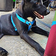 Knight Walker joined the competition — help win amazing prizes! dog, black_dog, blue_harness, outdoor, concrete, tongue_out, sitting, pet, animal, canine, chair, trash_bin, metal, relaxed, daylight, side_view, paw, fence, yard, summer