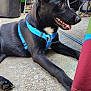 dog, black_dog, blue_harness, outdoor, concrete, tongue_out, sitting, pet, animal, canine, chair, trash_bin, metal, relaxed, daylight, side_view, paw, fence, yard, summer