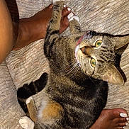 Tiny Walker is registered to the contest to win money with this photo: cat, tabby_cat, pet, indoor, feet, toes, pink_collar, fur, whiskers, green_eyes, playful, resting, comfort, texture, striped_fur, human, nails, skin, animal, closeup