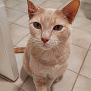 Snoop Walker is registered to the contest to win money with this photo: cat, beige_cat, animal, pet, indoor, floor, tile, paw, whiskers, ears, curious, feline, closeup, sitting, looking, cute, domestic, mammal, portrait, friendly