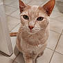 cat, beige_cat, animal, pet, indoor, floor, tile, paw, whiskers, ears, curious, feline, closeup, sitting, looking, cute, domestic, mammal, portrait, friendly