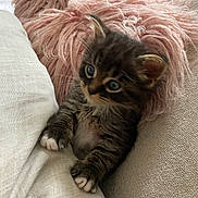 Scooby-Doo a rejoint le concours — aidez-le/la à gagner de superbes lots ! kitten, cat, tabby, cute, fluffy_pillow, white_cushion, indoor, pet, young_animal, soft_texture, curious_eyes, small_paws, cozy, resting, feline, domestic_animal, fur, whiskers, close_up, comfortable