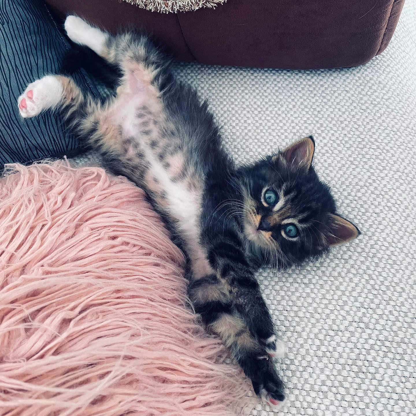 Scooby-Doo participe au concours pour gagner de l'argent avec cette photo : brown_pillow, cat, couch, curious_eyes, cute, domestic_animal, feline, fluffy, furry, home, indoor, kitten, pet, pillow, pink_pillow, relaxed, small_animal, stretching, tabby, whiskers