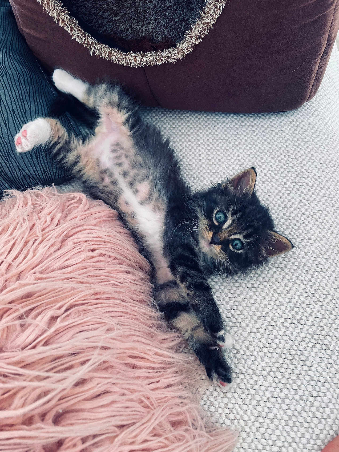 Scooby-Doo participe au concours pour gagner de l'argent avec cette photo : kitten, cat, feline, pet, cute, fluffy, stretching, couch, pillow, pink_pillow, brown_pillow, indoor, domestic_animal, whiskers, small_animal, relaxed, curious_eyes, furry, tabby, home