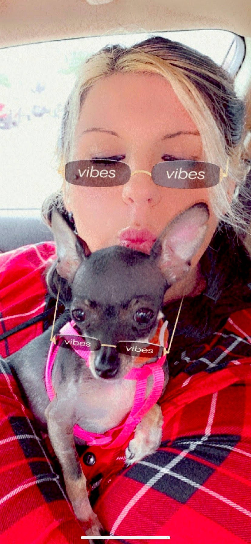 Gypsy T. joined the competition — help win amazing prizes! carnivore, chihuahua, collar, companion_dog, cool, dog, dog_breed, dog_clothes, dog_supply, ear, eyelash, fawn, happy, mammal, pink, snout, sunglasses, toy_dog, whiskers, working_animal