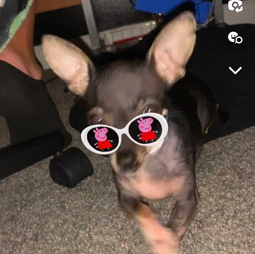 Gypsy T. joined the competition — help win amazing prizes! canidae, carnivore, chihuahua, collar, companion_dog, dog, dog_breed, dog_supply, ear, eyewear, fawn, glasses, party_hat, pet_supply, snout, sporting_group, tail, toy_dog, whiskers, working_animal