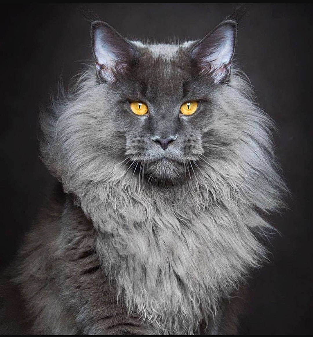 Sultan participe au concours pour gagner de l'argent avec cette photo : british_longhair, carnivore, cat, eye, felidae, fur, grey, hair, iris, maine_coon, monochrome, monochrome_photography, small_to_medium_sized_cats, snout, terrestrial_animal, whiskers, wildlife