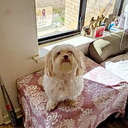 Snoop Dog is registered to the contest to win money with this photo: dog, indoor, window, blanket, table, sunlight, decor, car, floor, furniture, curly_hair, pet, cozy, small_dog, white_dog, patterned_blanket, windowsill, light, home, animal
