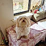 dog, indoor, window, blanket, table, sunlight, decor, car, floor, furniture, curly_hair, pet, cozy, small_dog, white_dog, patterned_blanket, windowsill, light, home, animal