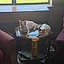 Sonic is registered to the contest to win money with this photo: cat, table, window, blinds, remote_control, can, plastic_bin, armchair, carpet, indoor, pets, feline, resting, light, furniture, room, relaxed, household, two_cats, window_light
