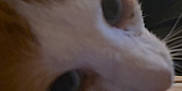 Sonic is registered to the contest to win money with this photo: cat, close_up, orange_cat, white_fur, animal, pet, whiskers, ear, eye, indoor, feline, fur, nose, portrait, curious, soft_light, background, blur, head, mammal