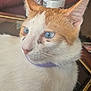 Sonic is registered to the contest to win money with this photo: cat, close_up, blue_eyes, orange_and_white, collar, pet, domestic_cat, indoor, table, glass_surface, beverage_bottle, dr_pepper, fur, whiskers, ears, face, animal, curious, calm, household
