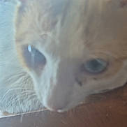 Sonic joined the competition — help win amazing prizes! cat, close_up, blurred, face, window, animal, pet, fur, whiskers, relaxed, indoor, light, soft_focus, resting, cute, mammal, domestic, young, eye, nose
