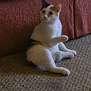Sassy joined the competition — help win amazing prizes! cat, calico, indoor, carpet, furniture, couch, pet, animal, sitting, paw, curious, calm, mammal, domestic, feline, resting, home, cozy, quiet, relaxed