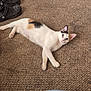 Sassy is registered to the contest to win money with this photo: cat, calico_cat, blue_eyes, carpet, indoor, footwear, headphones, relaxed, lying_down, pet, feline, domestic_animal, floor, casual, denim, black_shoes, ear, paw, whiskers, quiet
