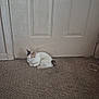 Sassy joined the competition — help win amazing prizes! cat, calico_cat, sleeping, carpet, indoor, door, pet, animal, resting, cozy, feline, brown, white, black, quiet, home, floor, relaxing, cute, small