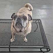 Ruby is registered to the contest to win money with this photo: dog, pug, pet, indoor, metal_table, floor, chairs, curious, animal, canine, looking_up, furniture, seating, expression, companionship, domestic, small_dog, snout, ears, tail