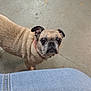 Ruby joined the competition — help win amazing prizes! dog, pug, pet, animal, curious, looking_up, concrete_floor, indoor, short_hair, brown_fur, wrinkles, ears, collar, canine, companion, domestic_animal, jeans, denim, floor, closeup
