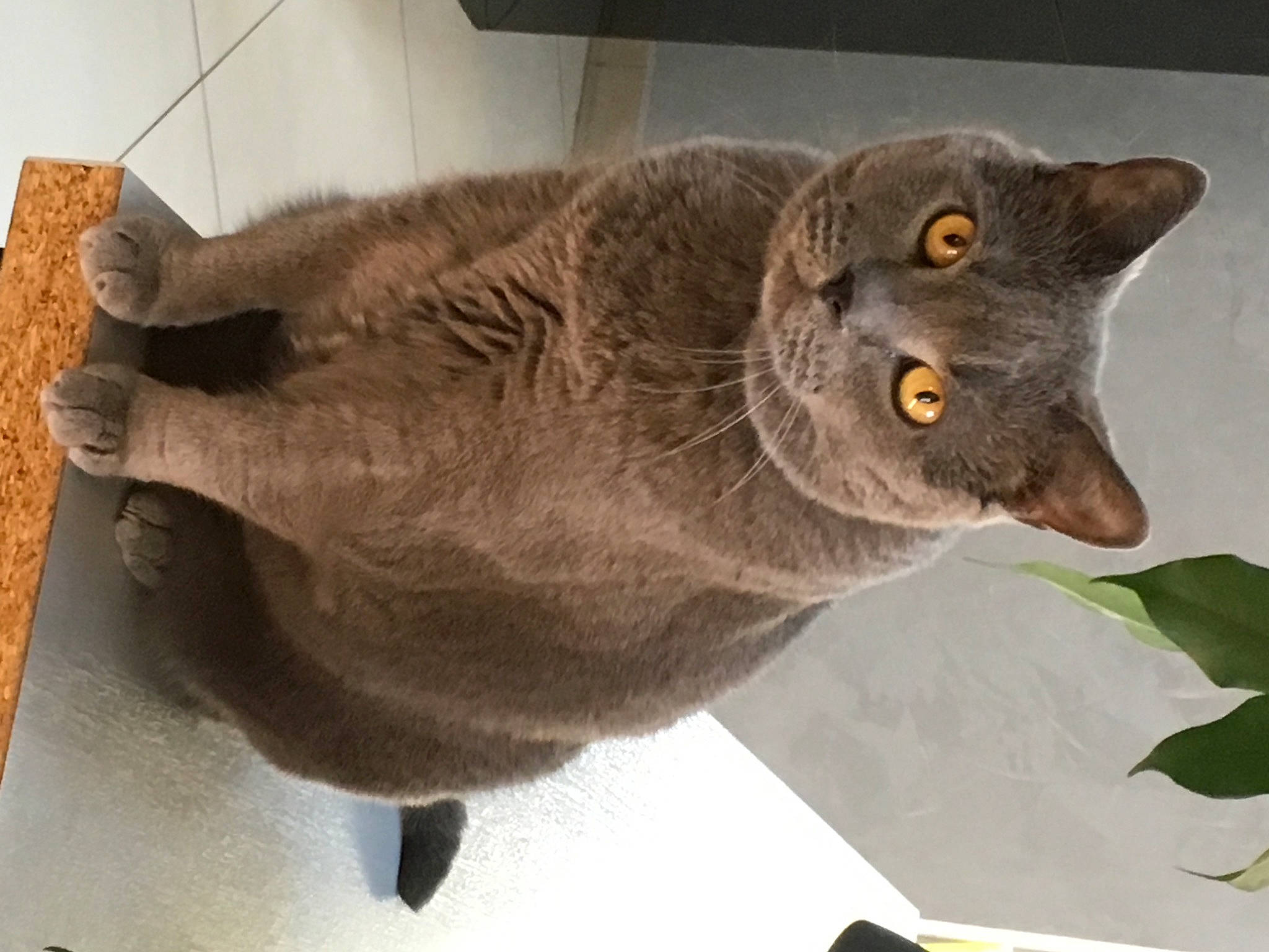 Démon a rejoint le concours — aidez-le/la à gagner de superbes lots ! carnivore, cat, domestic_short_haired_cat, felidae, flowerpot, fur, plant, russian_blue, small_to_medium_sized_cats, tail, whiskers, window