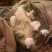 Maurice a rejoint le concours — aidez-le/la à gagner de superbes lots ! cat, fluffy, blanket, cozy, relaxed, sleepy, pet, indoor, fur, paws, whiskers, animal, cute, resting, soft, tabby, domestic_cat, comfort, cuddle, warm