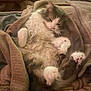 cat, fluffy, blanket, cozy, relaxed, sleepy, pet, indoor, fur, paws, whiskers, animal, cute, resting, soft, tabby, domestic_cat, comfort, cuddle, warm