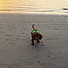 Apollon participe au concours pour gagner de l'argent avec cette photo : dog, puppy, dachshund, beach, sand, sunset, water, waves, harness, outdoor, animal, pet, small_dog, walking, nature, sunlight, shore, cute, young_dog, canine
