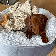 Apollon participe au concours pour gagner de l'argent avec cette photo : dog, puppy, dachshund, bed, blanket, cozy, indoor, wooden_floor, pet, animal, cute, small_dog, fur, looking_up, resting, soft, comfortable, domestic, young_dog, brown_dog