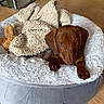 dog, puppy, dachshund, bed, blanket, cozy, indoor, wooden_floor, pet, animal, cute, small_dog, fur, looking_up, resting, soft, comfortable, domestic, young_dog, brown_dog
