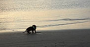 Apollon a rejoint le concours — aidez-le/la à gagner de superbes lots ! puppy, dachshund, dog, beach, sand, water, sea, sunset, sailboat, sky, calm, reflection, outdoor, animal, pet, small, curious, nature, shore, peaceful