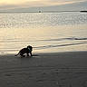 puppy, dachshund, dog, beach, sand, water, sea, sunset, sailboat, sky, calm, reflection, outdoor, animal, pet, small, curious, nature, shore, peaceful