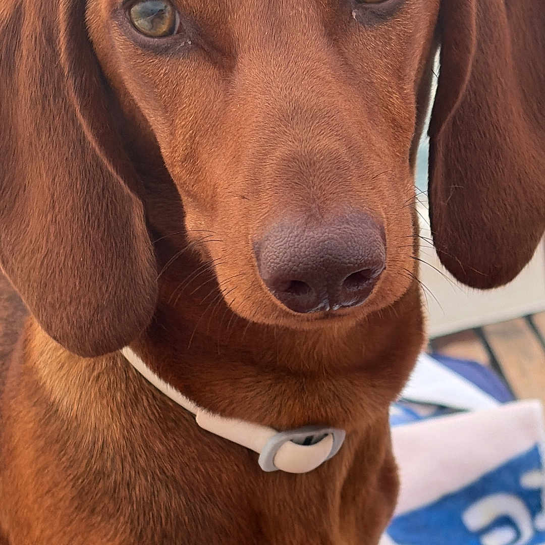 Apollon a rejoint le concours — aidez-le/la à gagner de superbes lots ! dog, dachshund, pet, close_up, brown_coat, collar, outdoor, water, towel, animal, portrait, canine, ears, snout, eyes, sitting, fur, looking, calm, companion