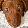 Apollon participe au concours pour gagner de l'argent avec cette photo : dog, brown_dog, pet, close_up, cute, animal, canine, face, fur, bed, blanket, indoors, resting, looking_up, ears, snout, nose, cozy, soft, companion