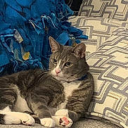 Charlie is registered to the contest to win money with this photo: cat, gray_cat, white_paws, couch, pillows, patterned_pillow, blue_blanket, fringe, indoor, pet, relaxed, feline, whiskers, pink_nose, cozy, furniture, domestic_cat, resting, fur, animal