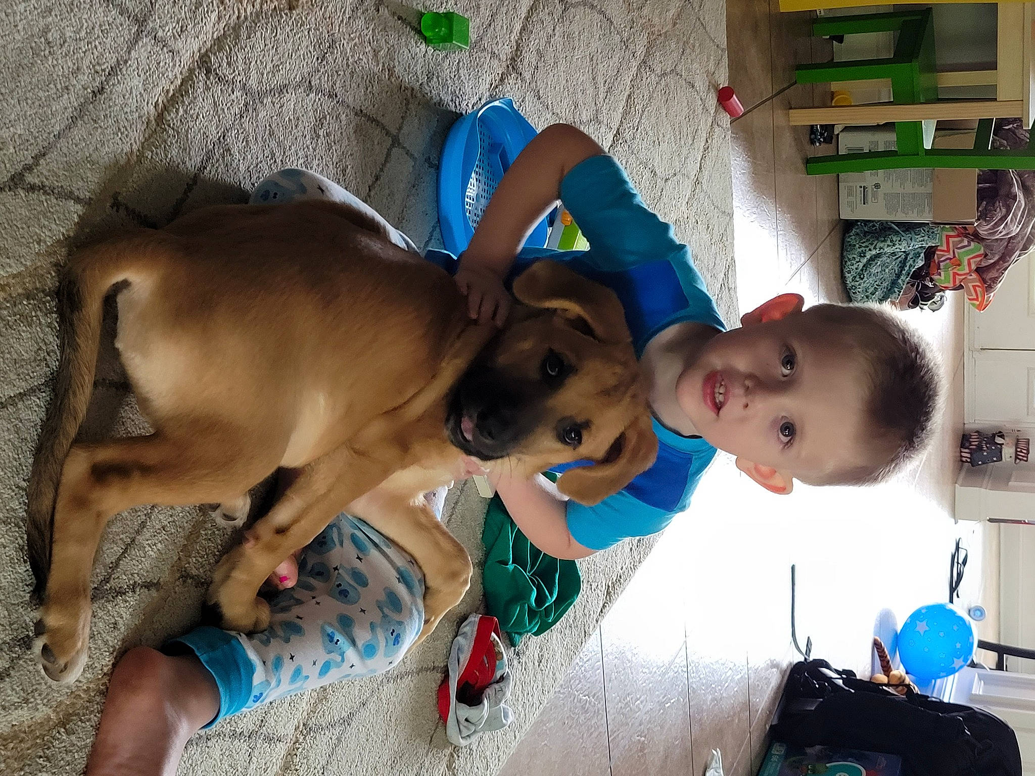 Dillon is registered to the contest to win money with this photo: adventure, baby, blue, canidae, carnivore, child, collar, companion_dog, dog, dog_breed, dog_supply, fawn, happy, non_sporting_group, person, pet_supply, play, shelf, sporting_group, toddler