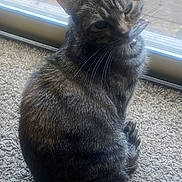 Tinkerbella is registered to the contest to win money with this photo: cat, tabby, pet, animal, feline, indoor, carpet, window, natural_light, whiskers, fur, sitting, curled_up, domestic_cat, close_up, relaxed, quiet, companion, cute, cozy