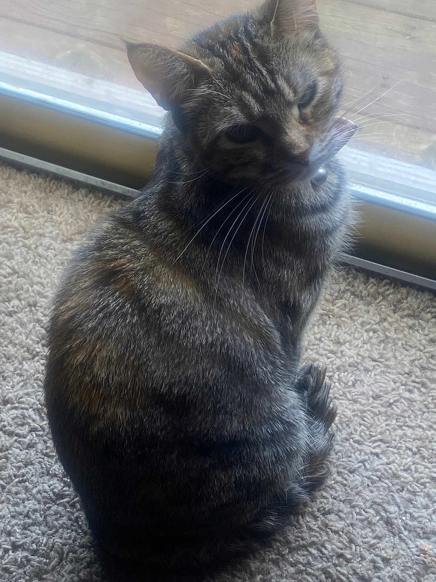 Tinkerbella is registered to the contest to win money with this photo: cat, tabby, pet, animal, feline, indoor, carpet, window, natural_light, whiskers, fur, sitting, curled_up, domestic_cat, close_up, relaxed, quiet, companion, cute, cozy